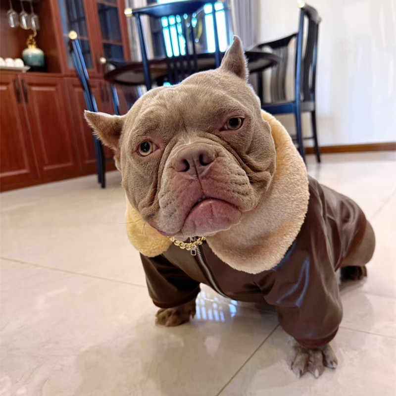 Winter Clothing In French - Kurtka dla psa rasy mops, zimowa